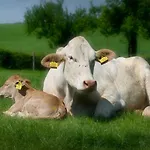 Apartmán Recreatieboerderij Tergracht - Honnesstel *