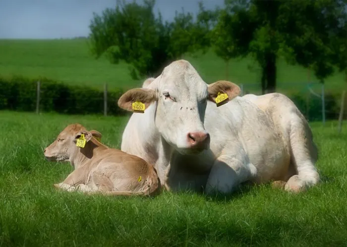 Appartement Recreatieboerderij Tergracht - Honnesstel *